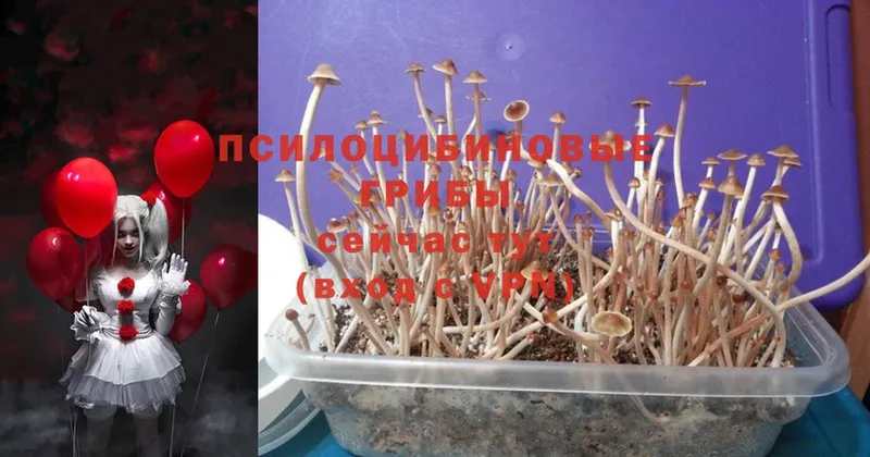 Псилоцибиновые грибы Psilocybine cubensis  Городец 